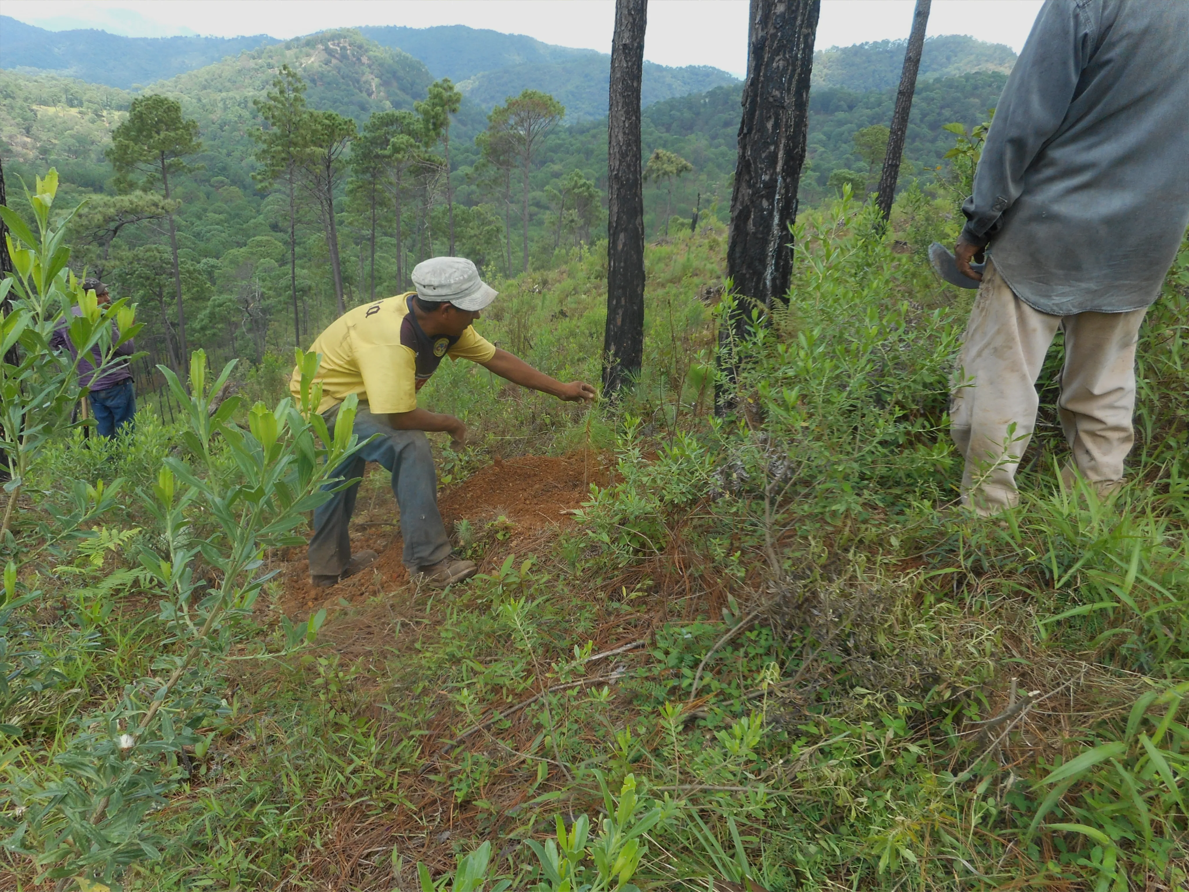 Reforestación 2