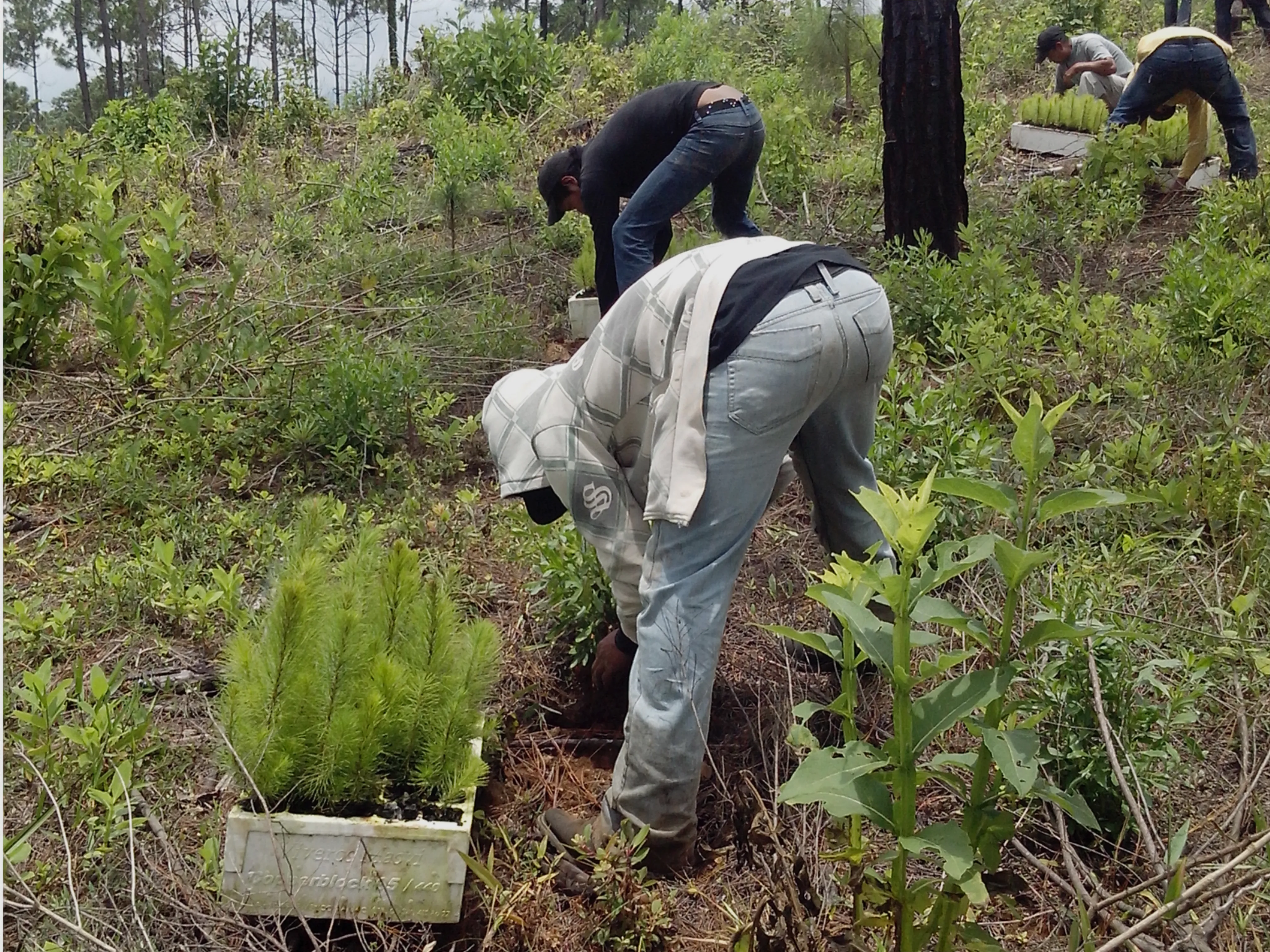 Reforestación 3