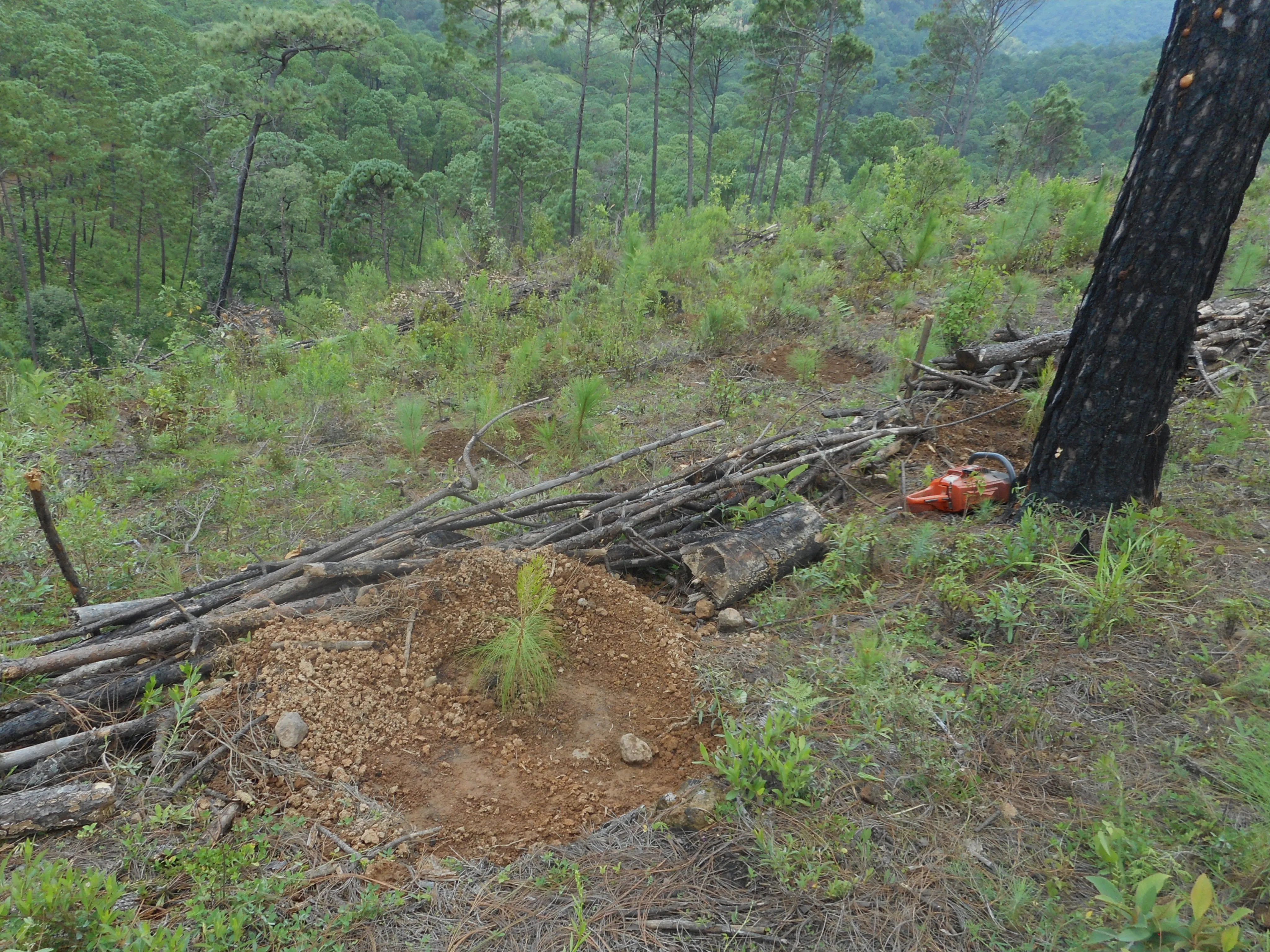 Reforestación 4